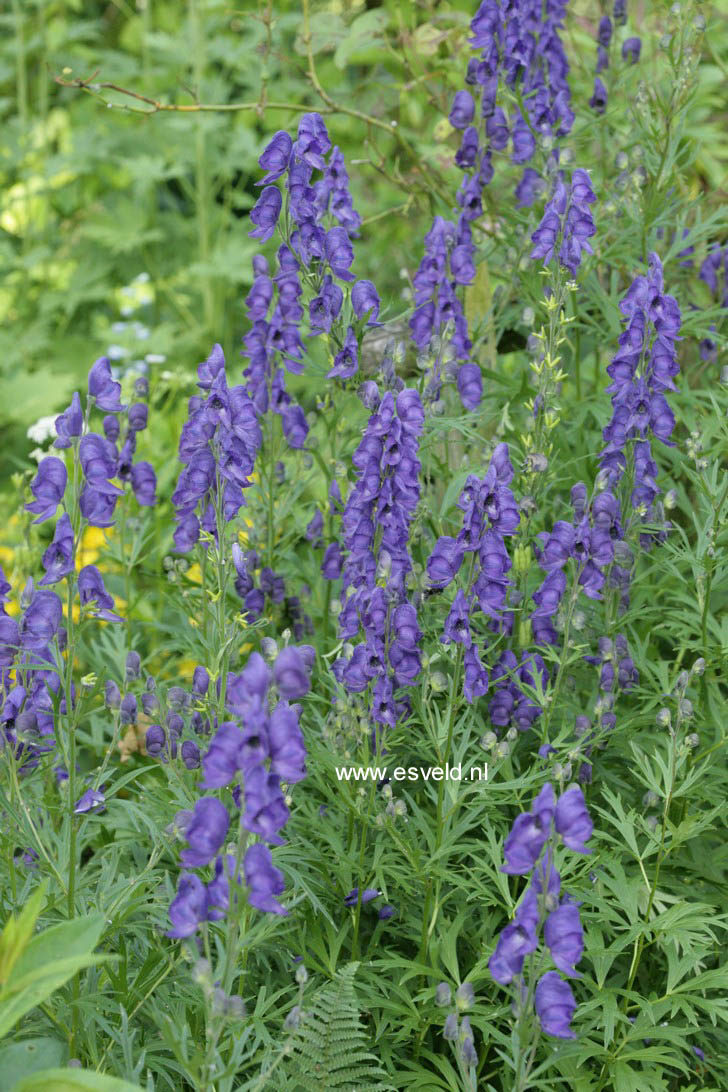 Aconitum napellus