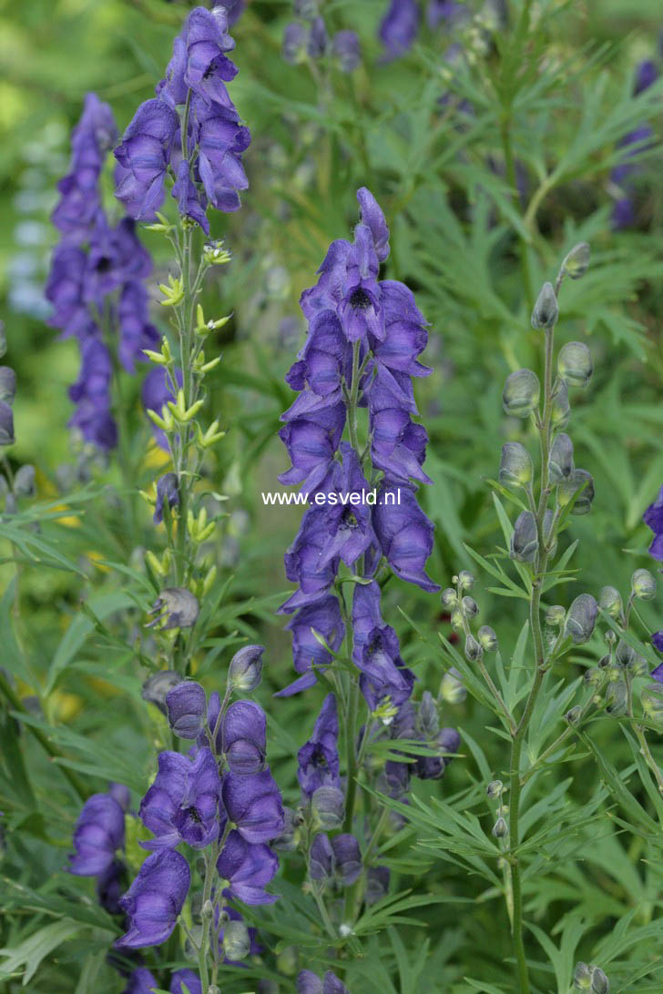 Aconitum napellus