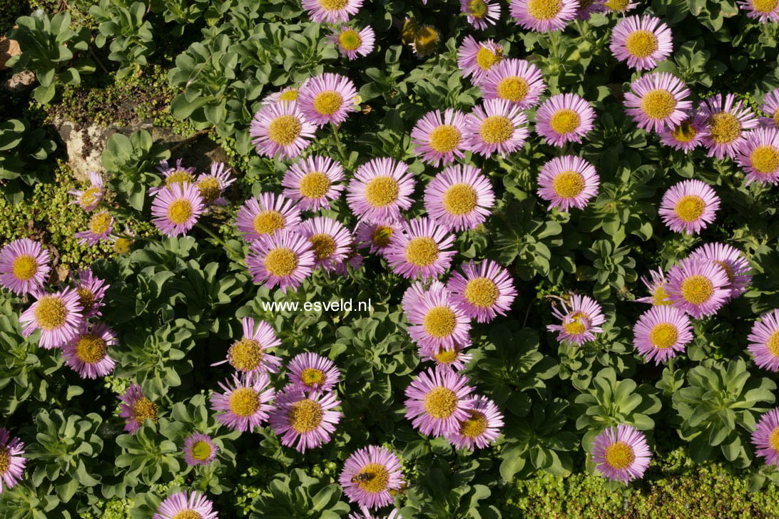 Erigeron 'Rosa Juwel'