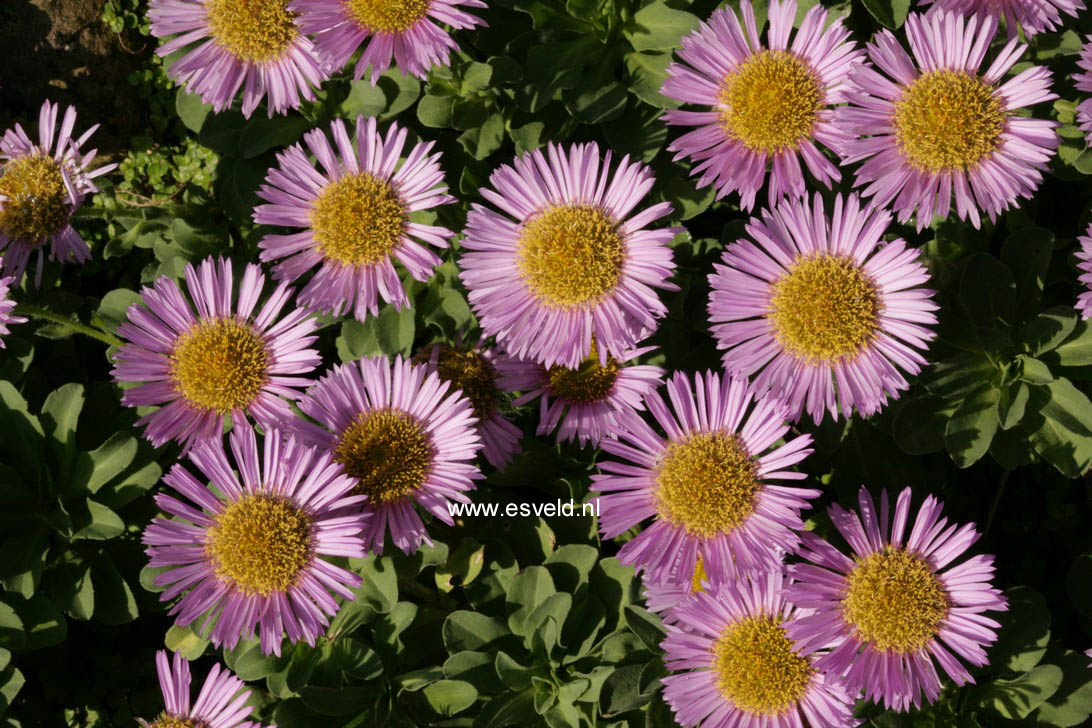 Erigeron 'Rosa Juwel'