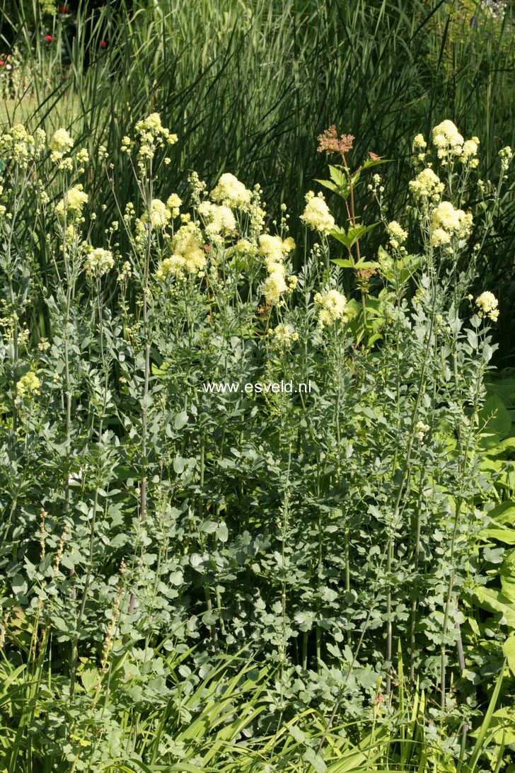 Thalictrum flavum ssp. glaucum