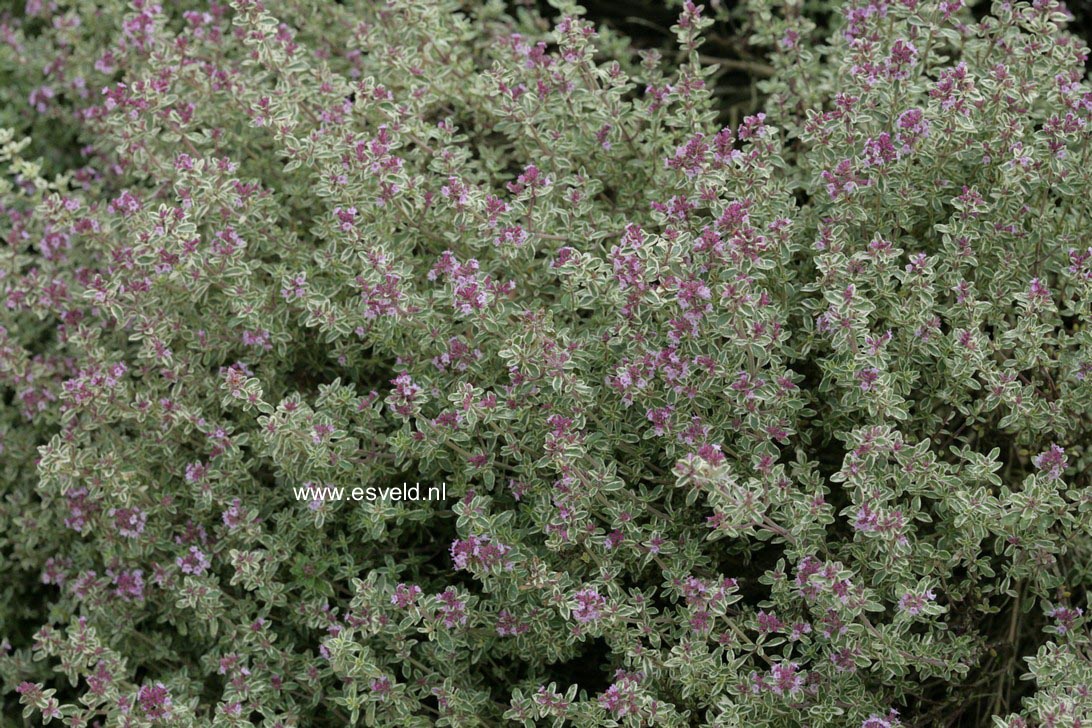 Thymus citriodorus 'Silver Queen'