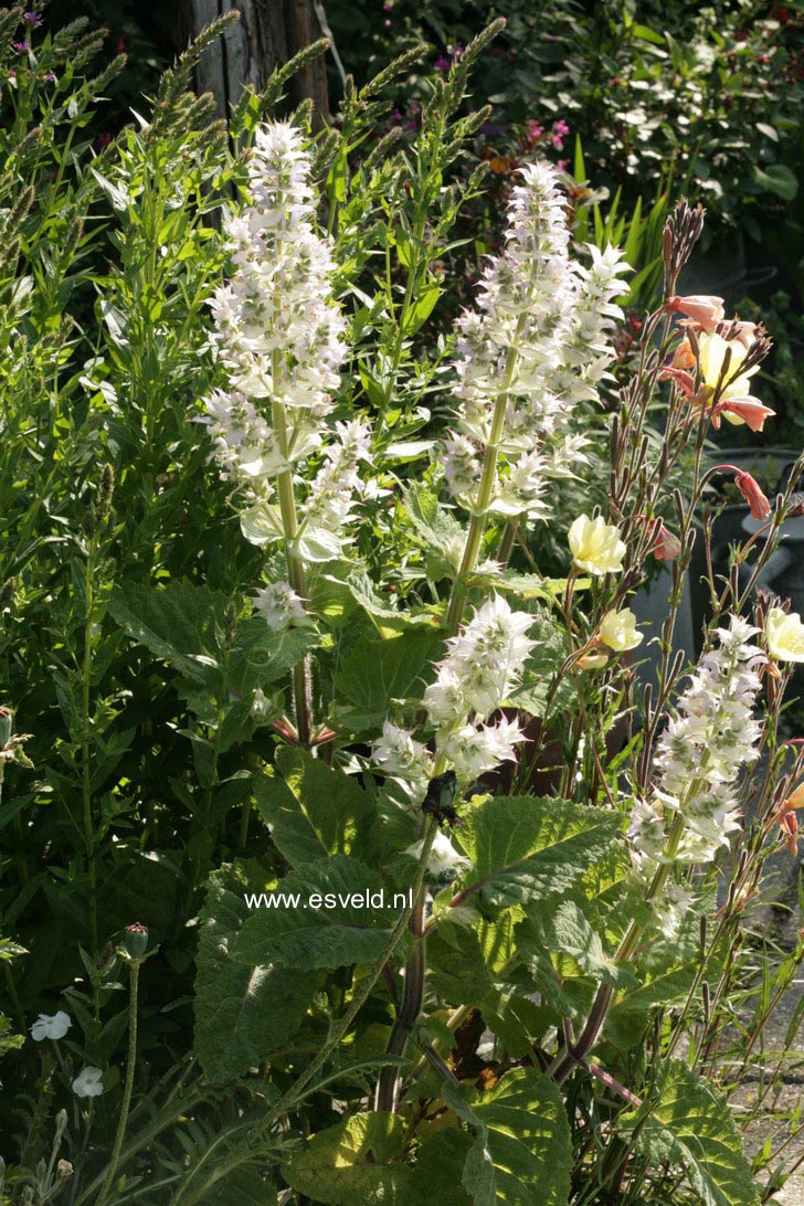 Salvia sclarea