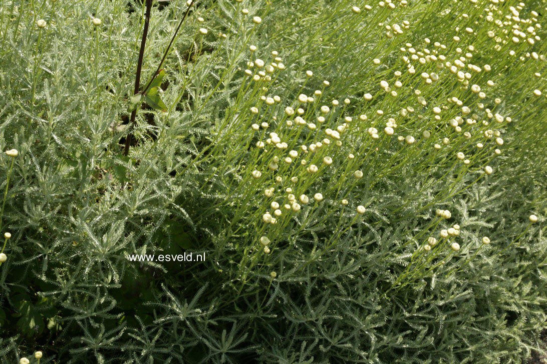 Santolina chamaecyparissus 'Edward Bowles'