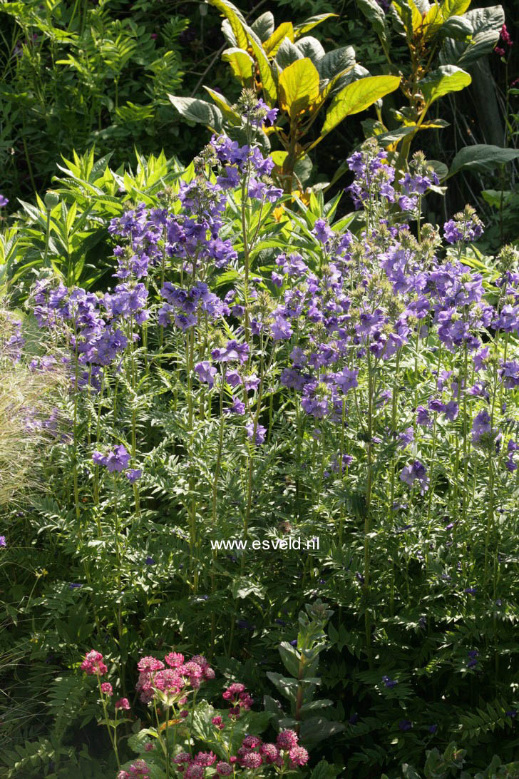 Polemonium caeruleum