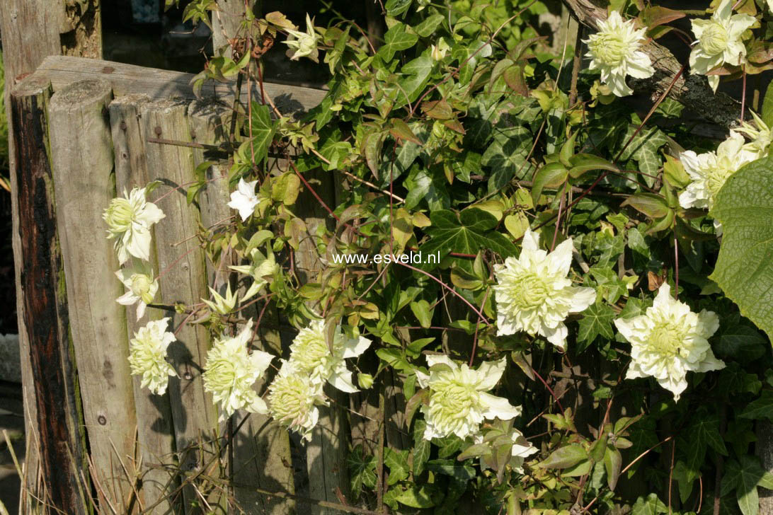 Clematis 'Albina Plena'