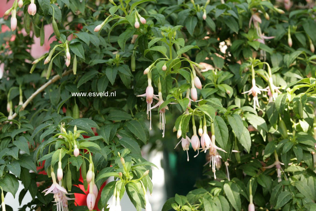 Fuchsia magellanica 'Alba'