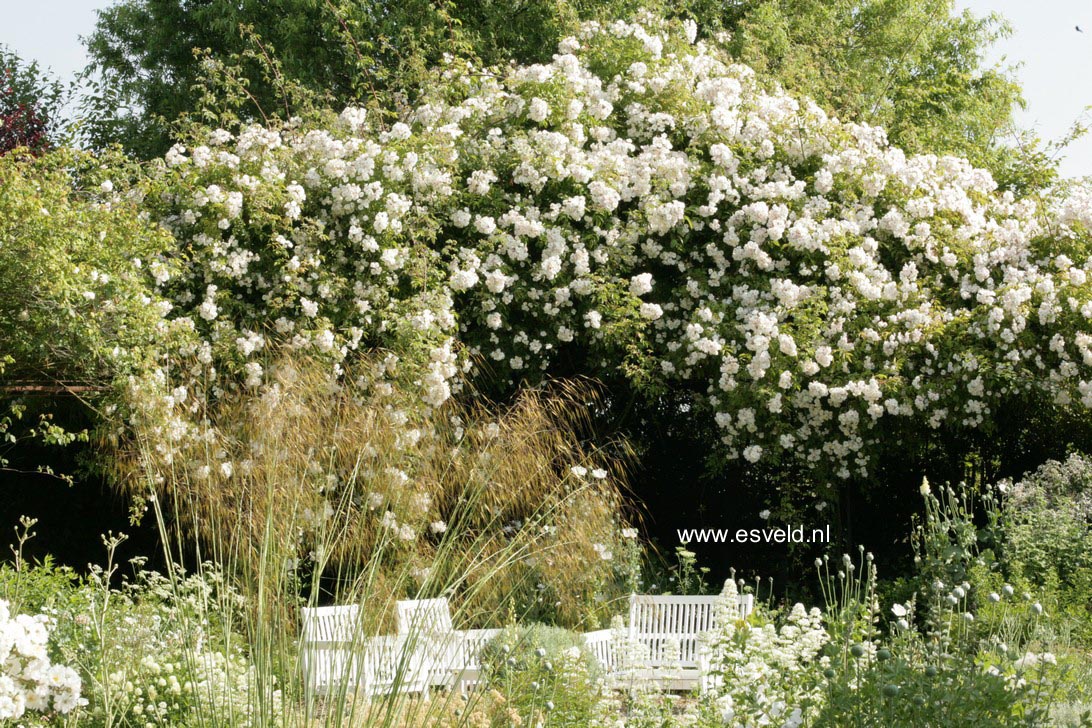 Rosa 'Bobbie James'