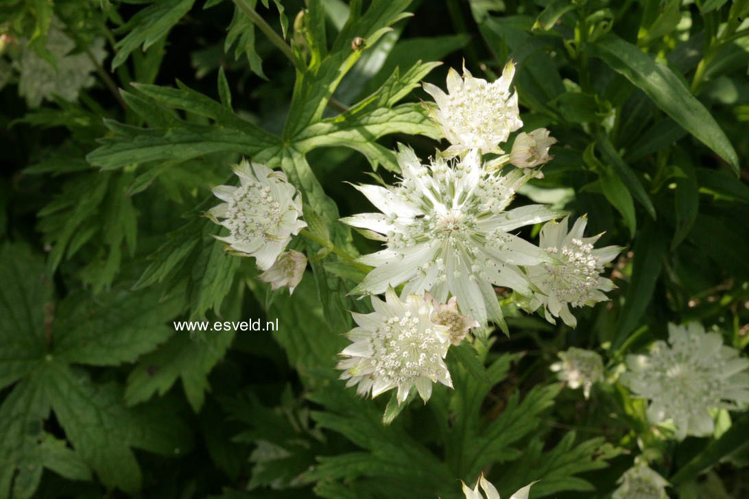 Astrantia major 'Shaggy'