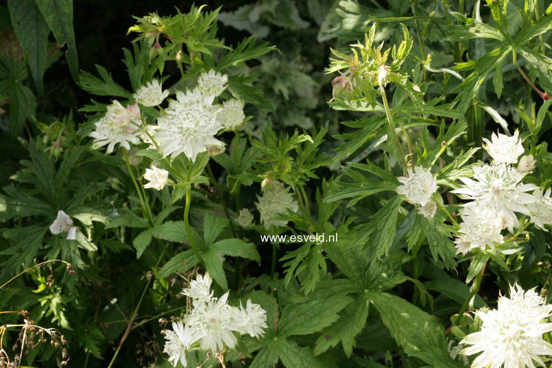 Astrantia major 'Shaggy'