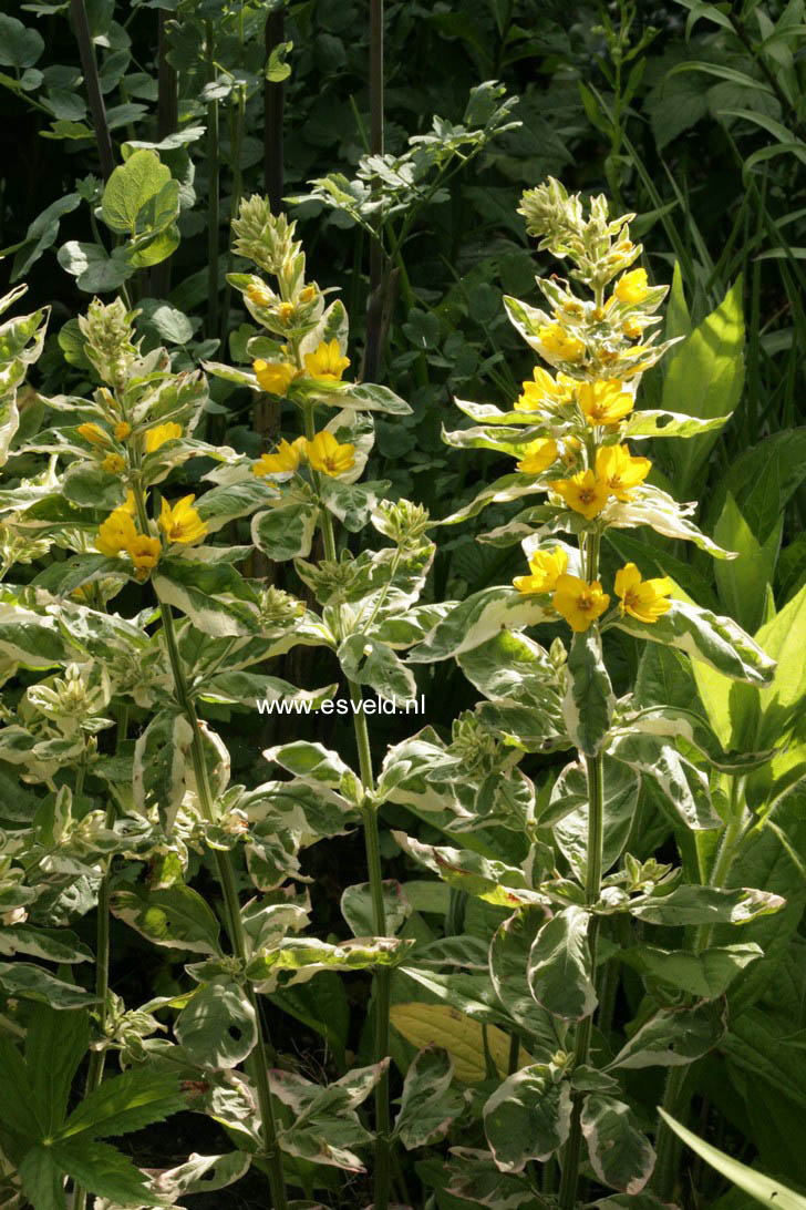 Lysimachia punctata 'Alexander'