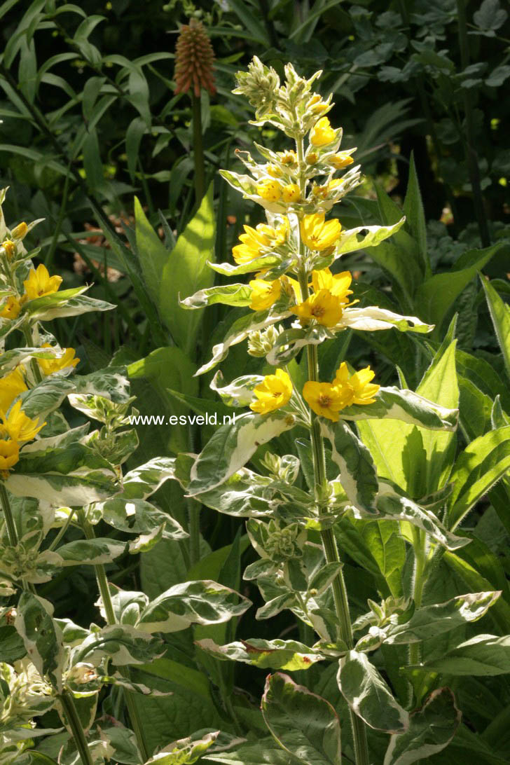 Lysimachia punctata 'Alexander'