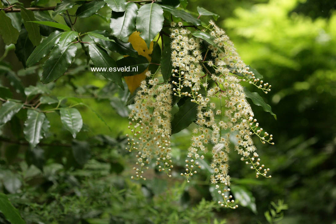 Prunus lusitanica