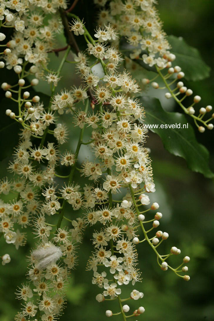 Prunus lusitanica