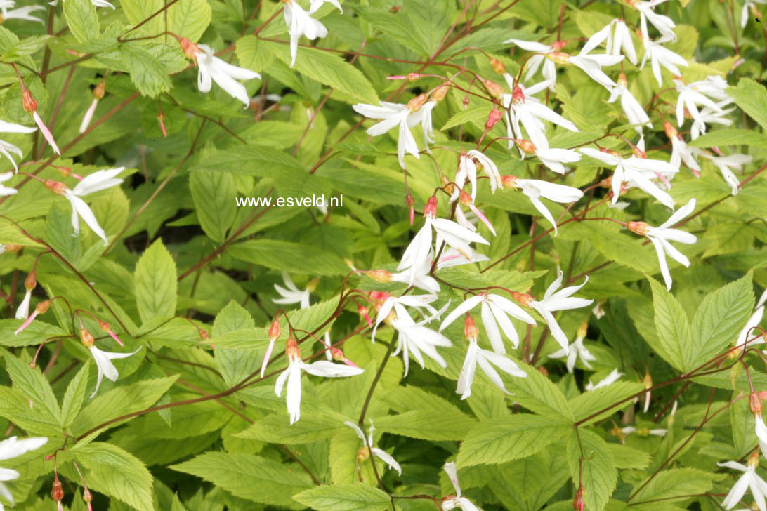 Gillenia trifoliata