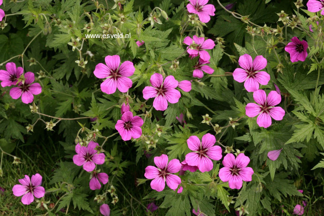 Geranium psilostemon