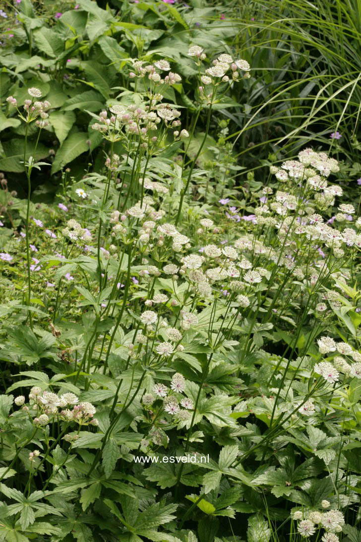 Astrantia major