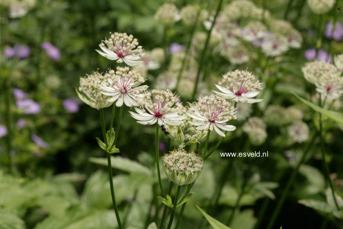 Astrantia major