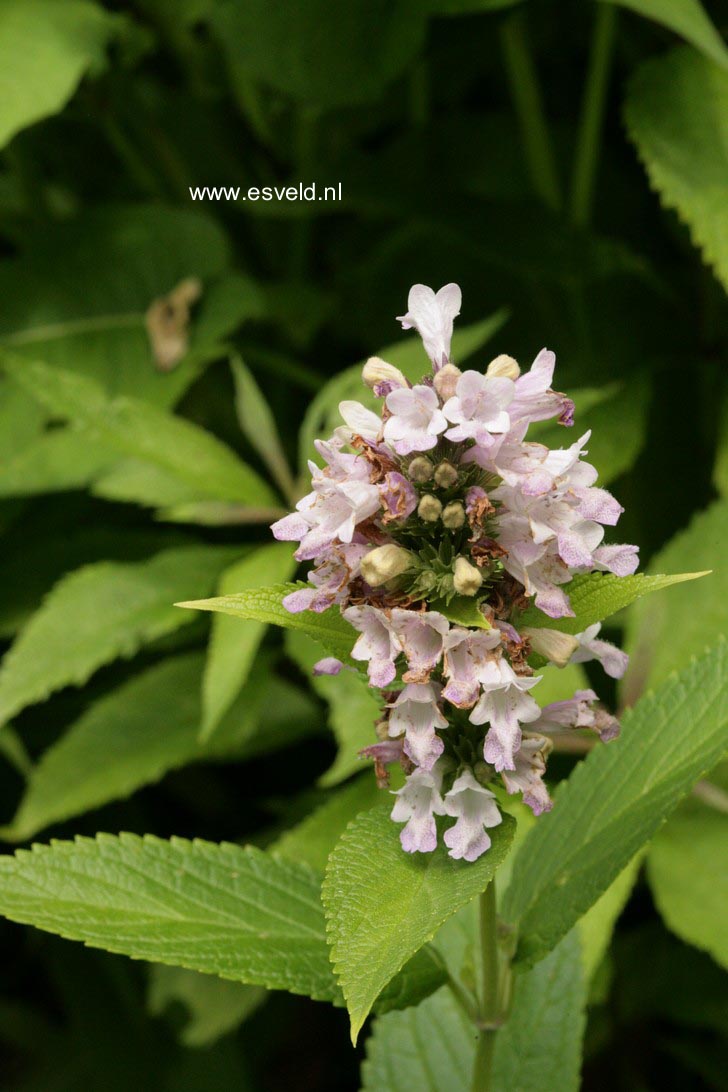 Stachys macrantha 'Rosea'