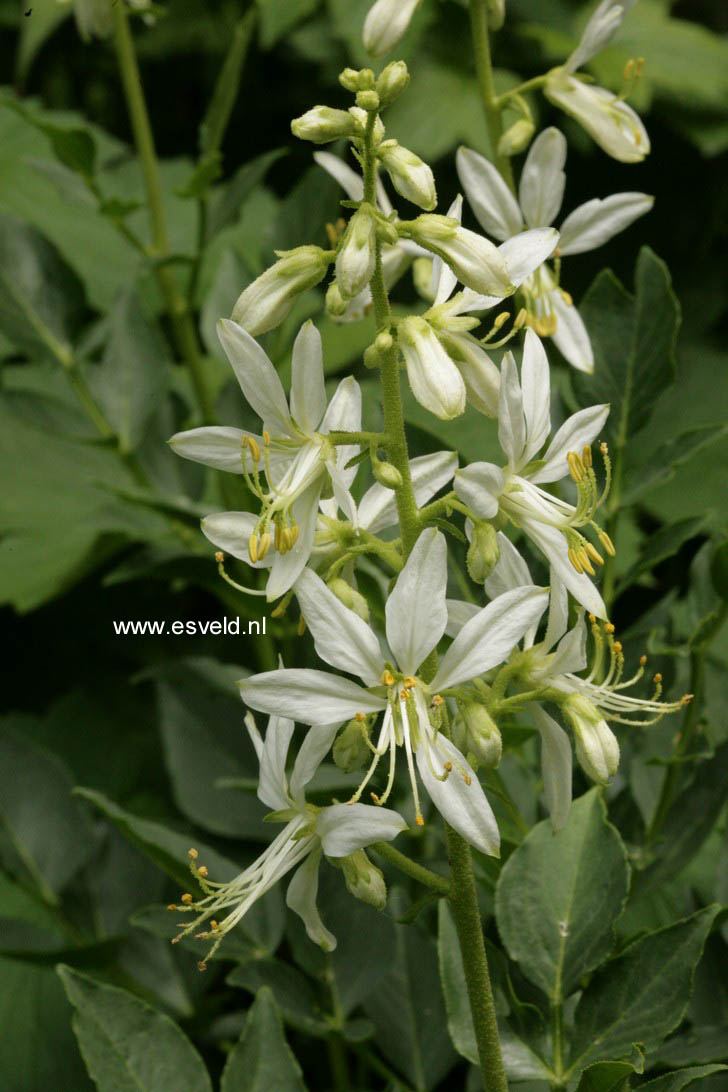 Dictamnus albus 'Albiflorus'