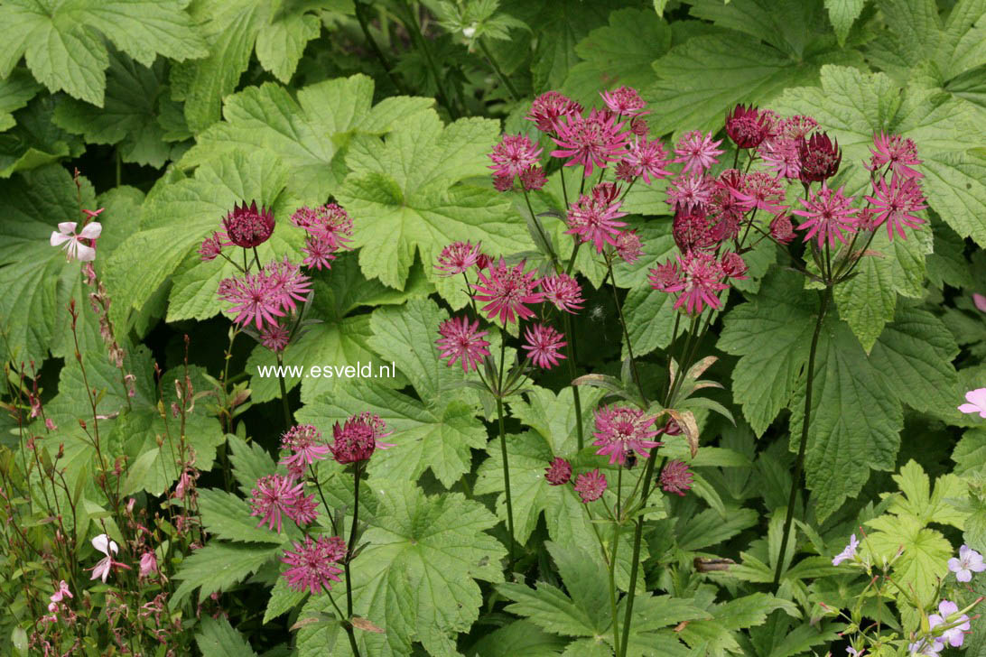 Astrantia major 'Ruby Star'