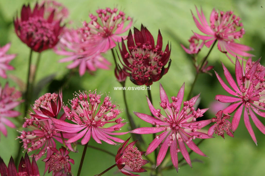 Astrantia major 'Ruby Star'