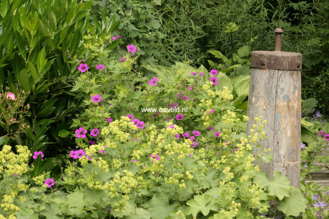 Alchemilla mollis