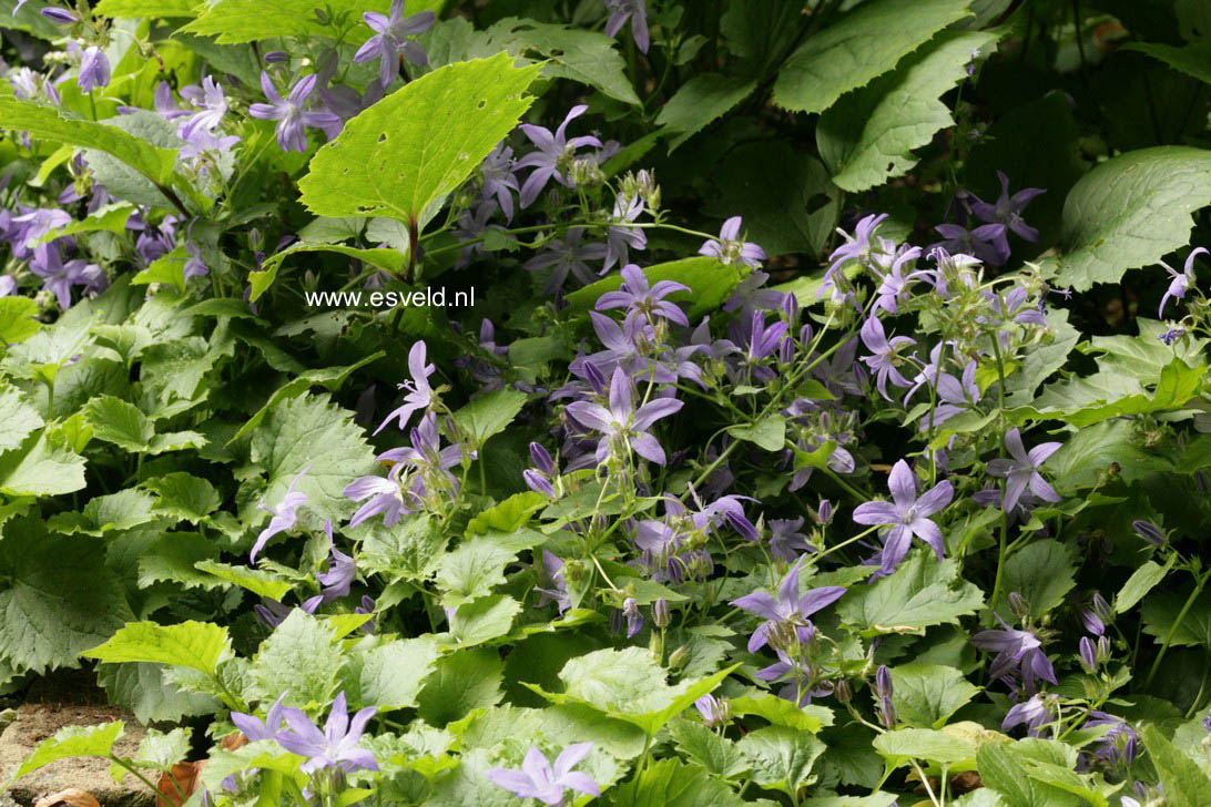 Campanula poscharskyana