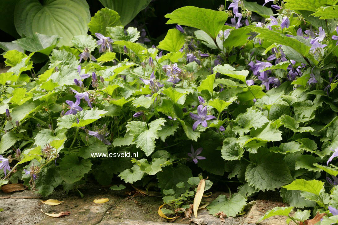 Campanula poscharskyana