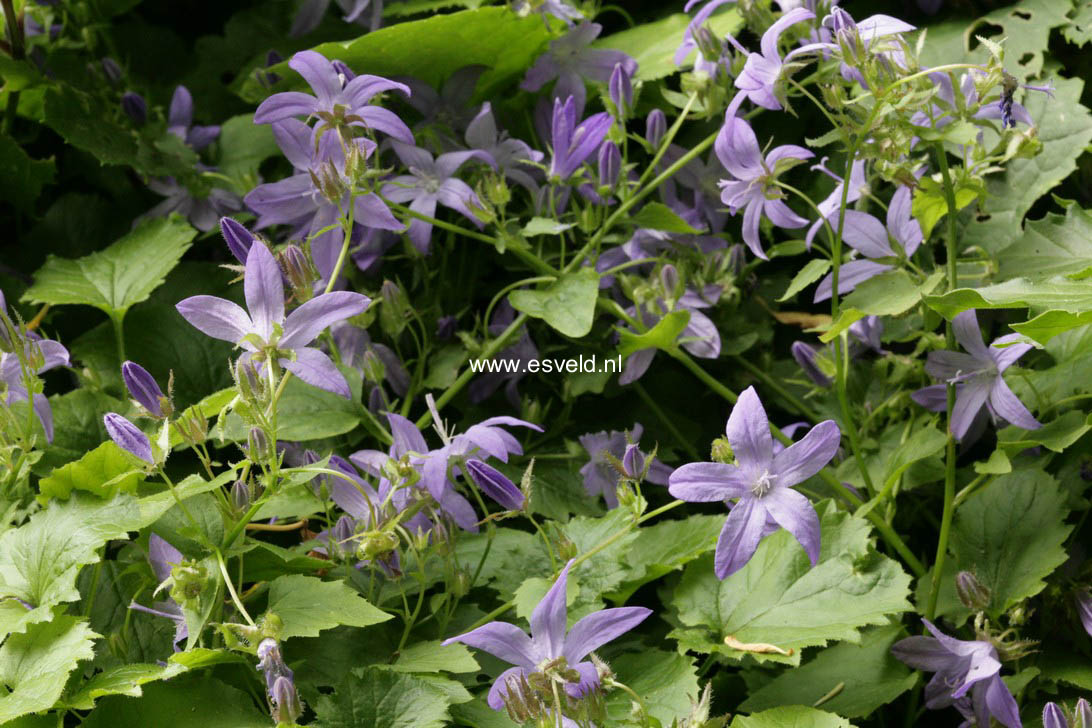 Campanula poscharskyana