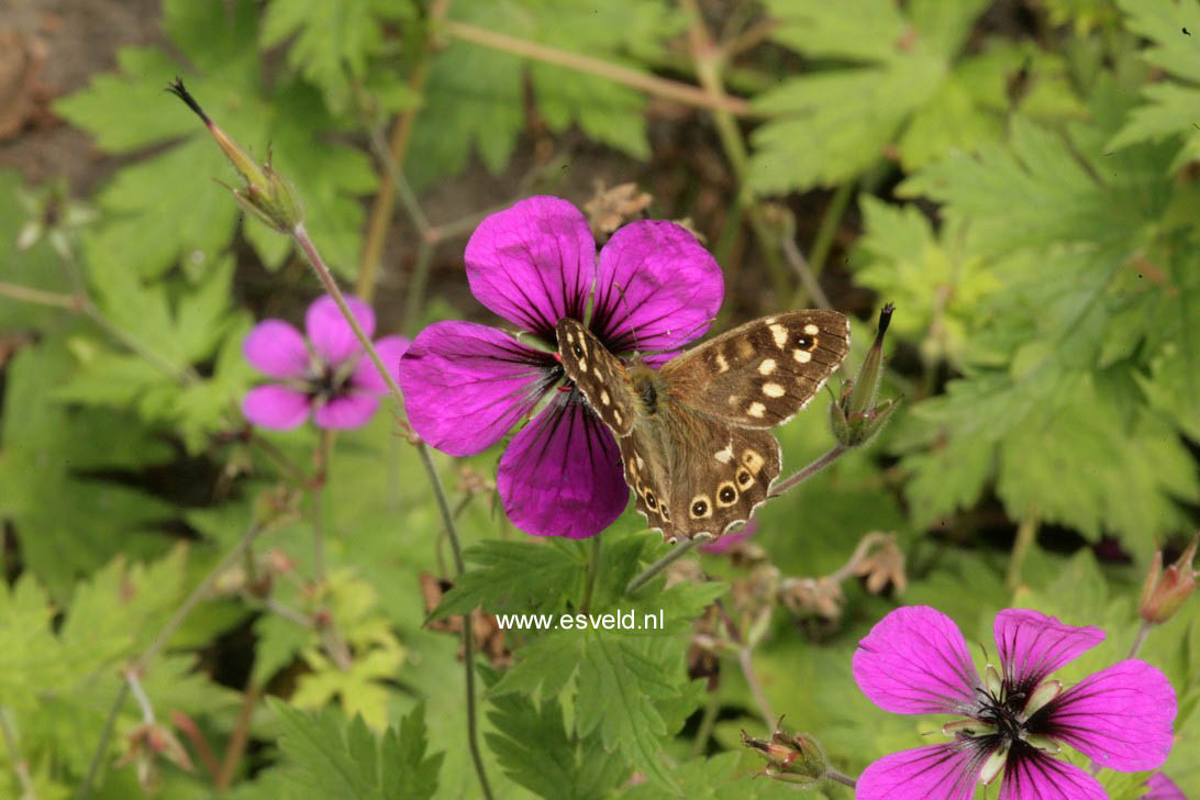 Geranium 'Anne Thomson'