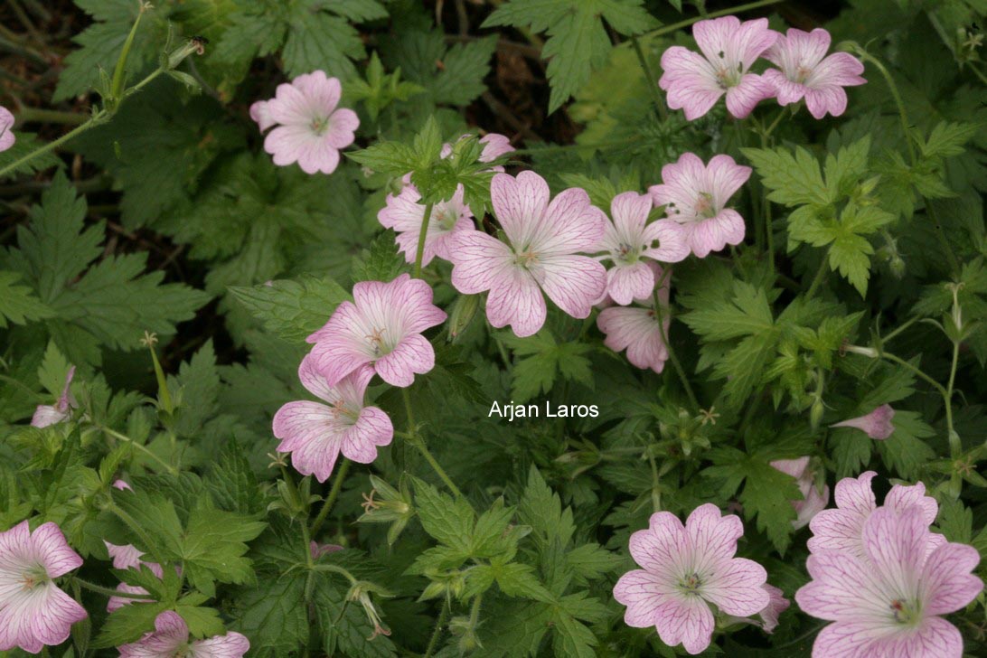 Geranium oxonianum 'Hollywood'