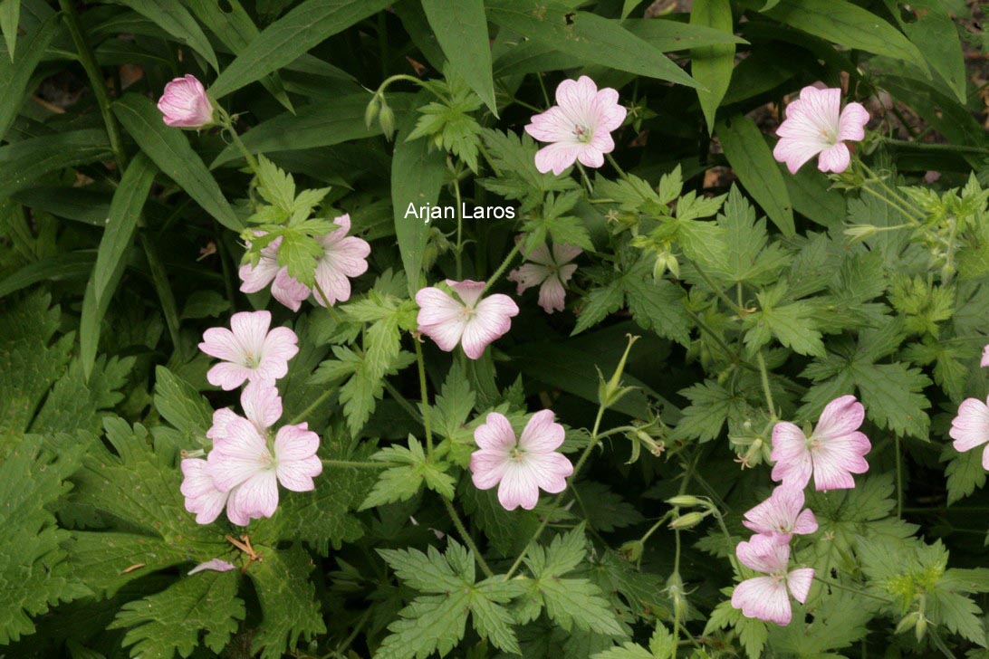 Geranium oxonianum 'Hollywood'