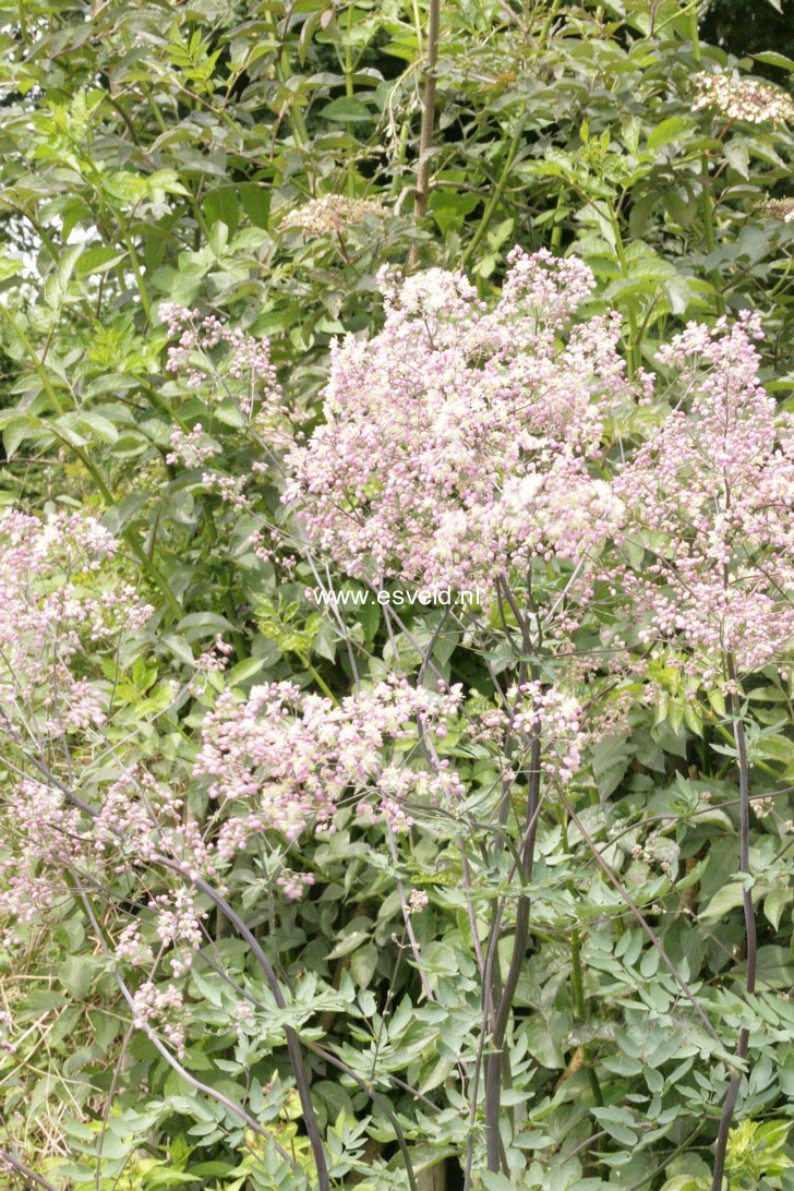 Thalictrum 'Elin'