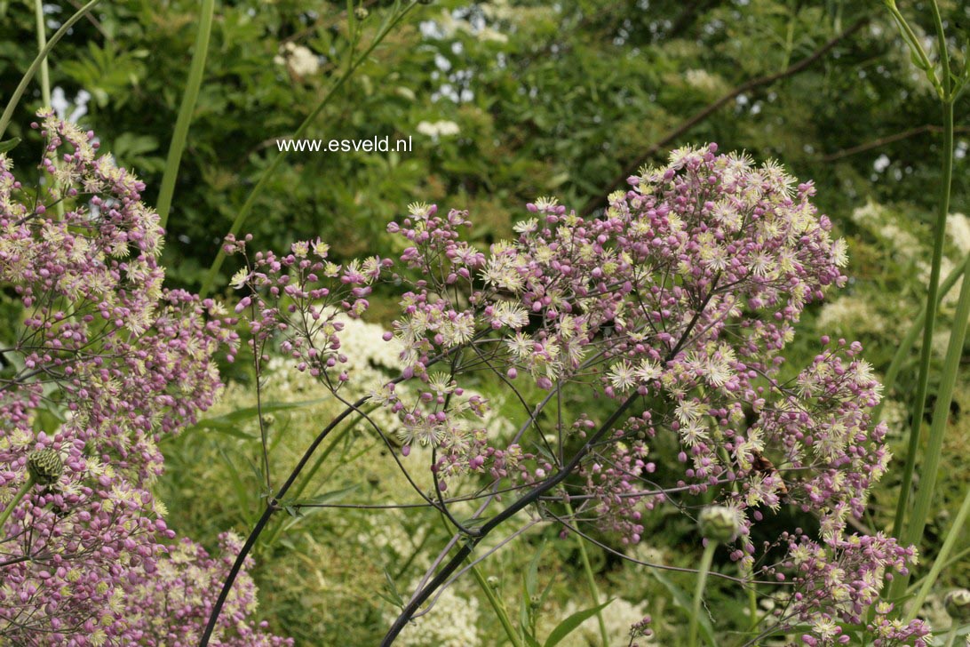 Thalictrum 'Elin'