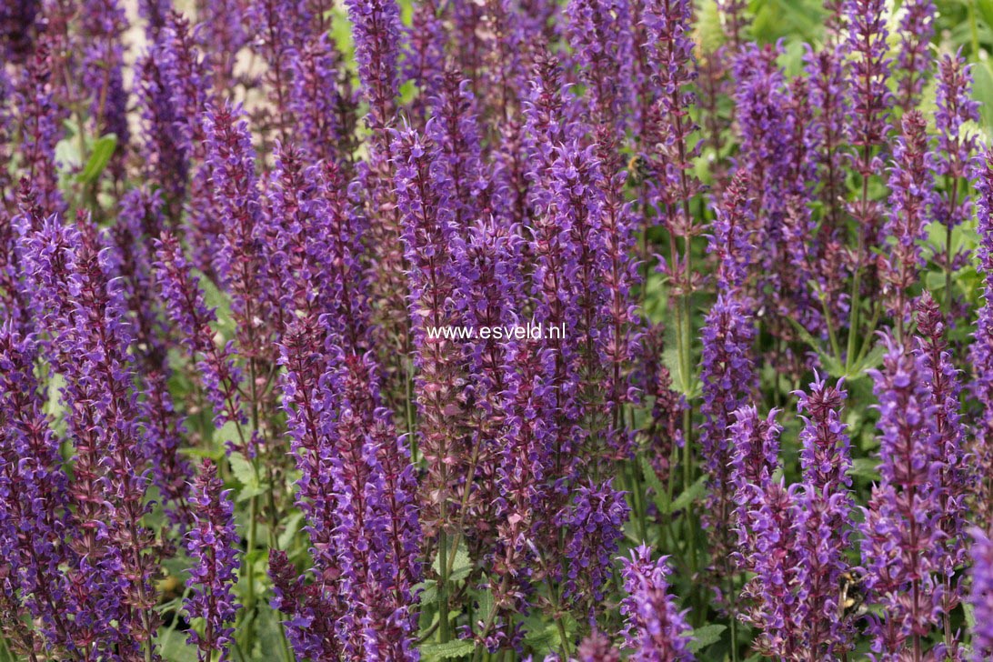 Salvia nemorosa 'Wesuwe'