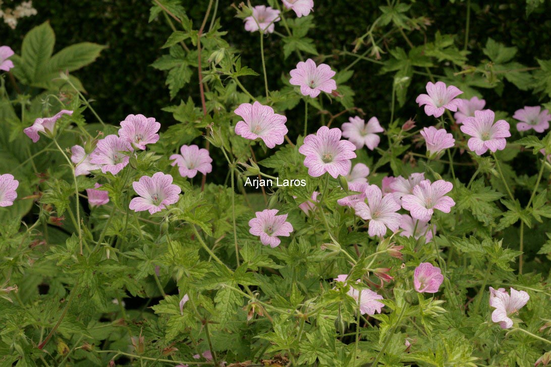 Geranium oxonianum 'Hollywood'