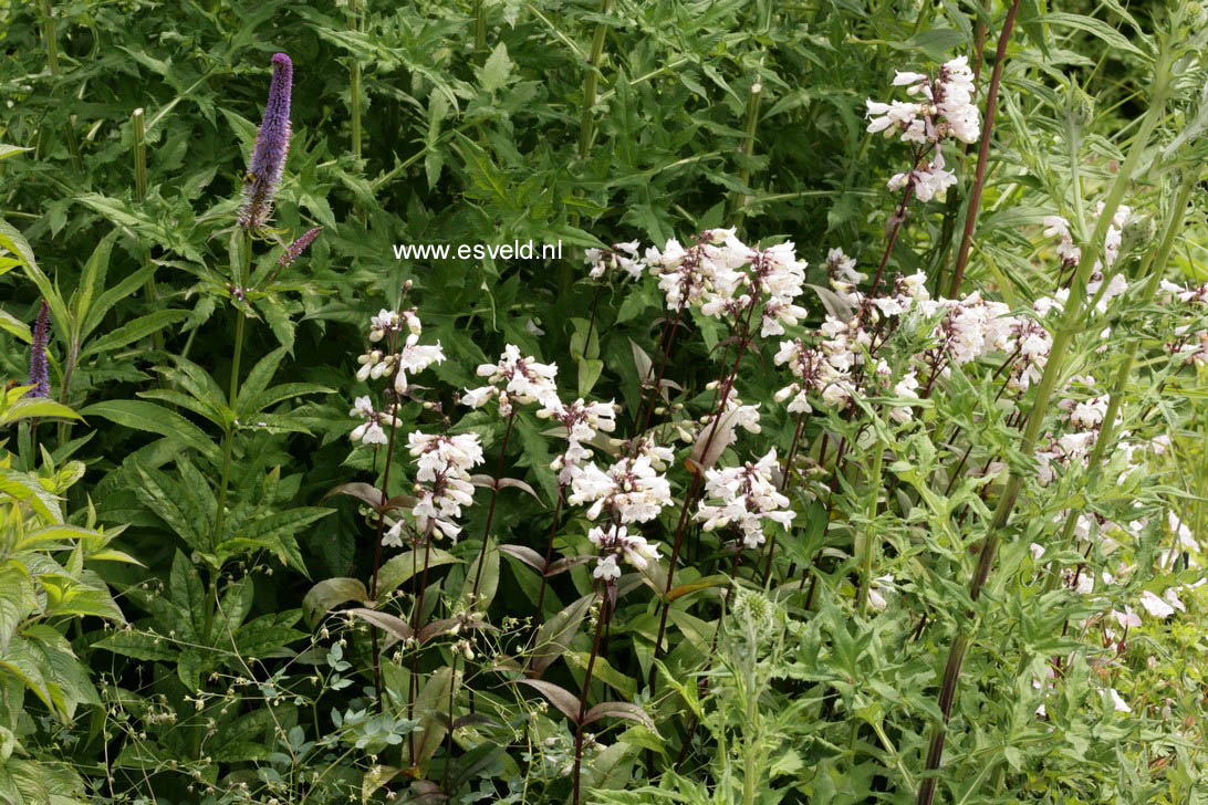 Penstemon digitalis 'Husker Red'