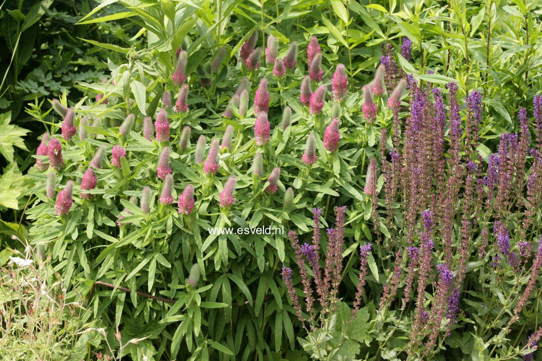 Trifolium rubens