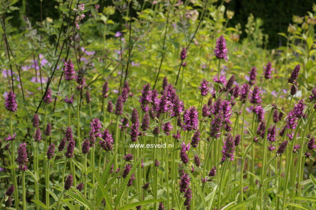 Stachys monnieri 'Hummelo'