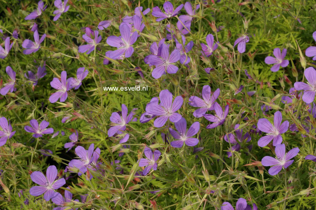 Geranium 'Nimbus'