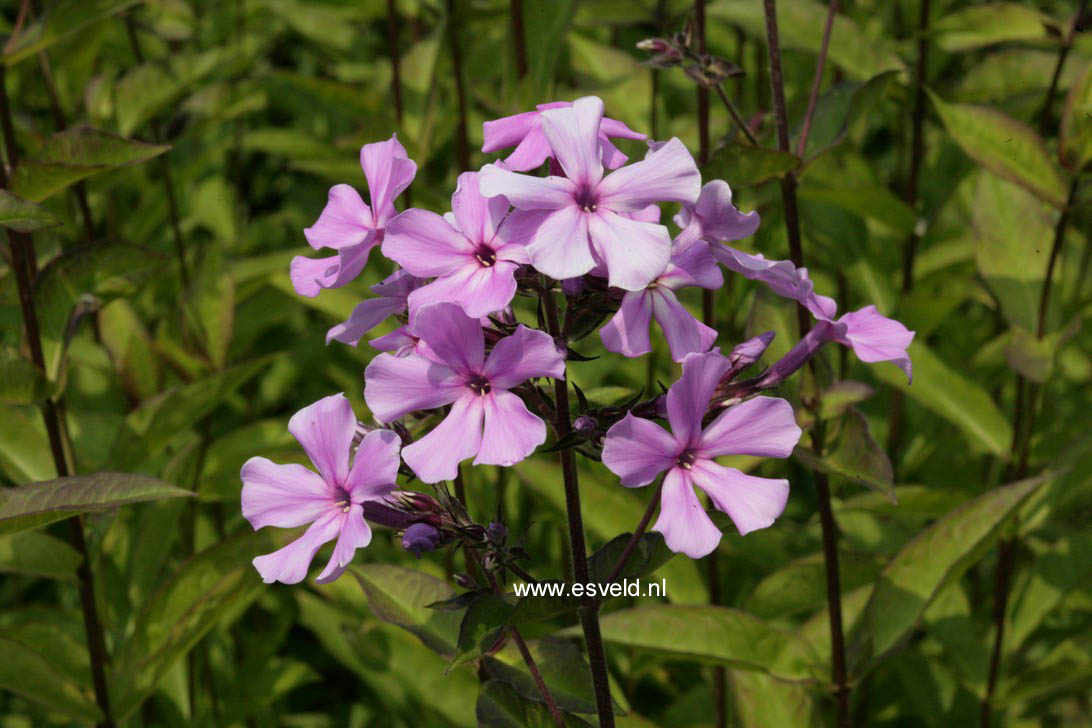 Phlox 'Blue Evening'