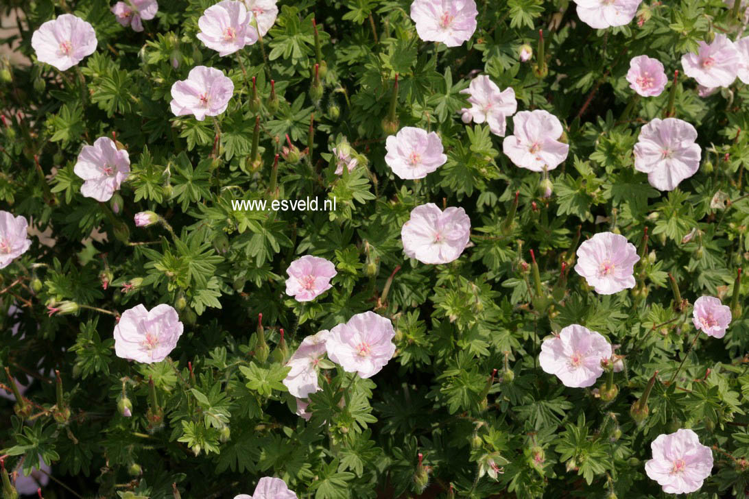 Geranium sanguineum 'Apfelbluete'