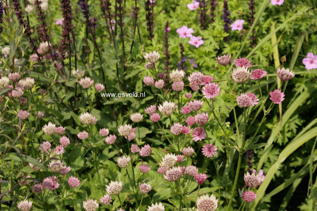 Astrantia major 'Roma'