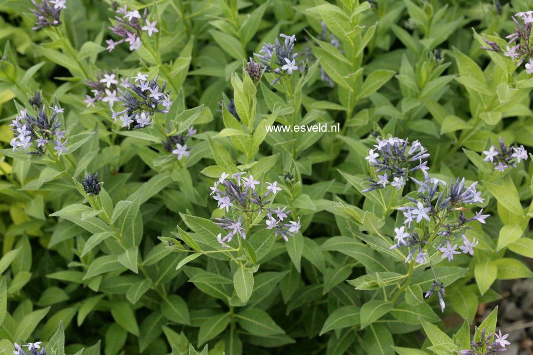 Amsonia orientalis