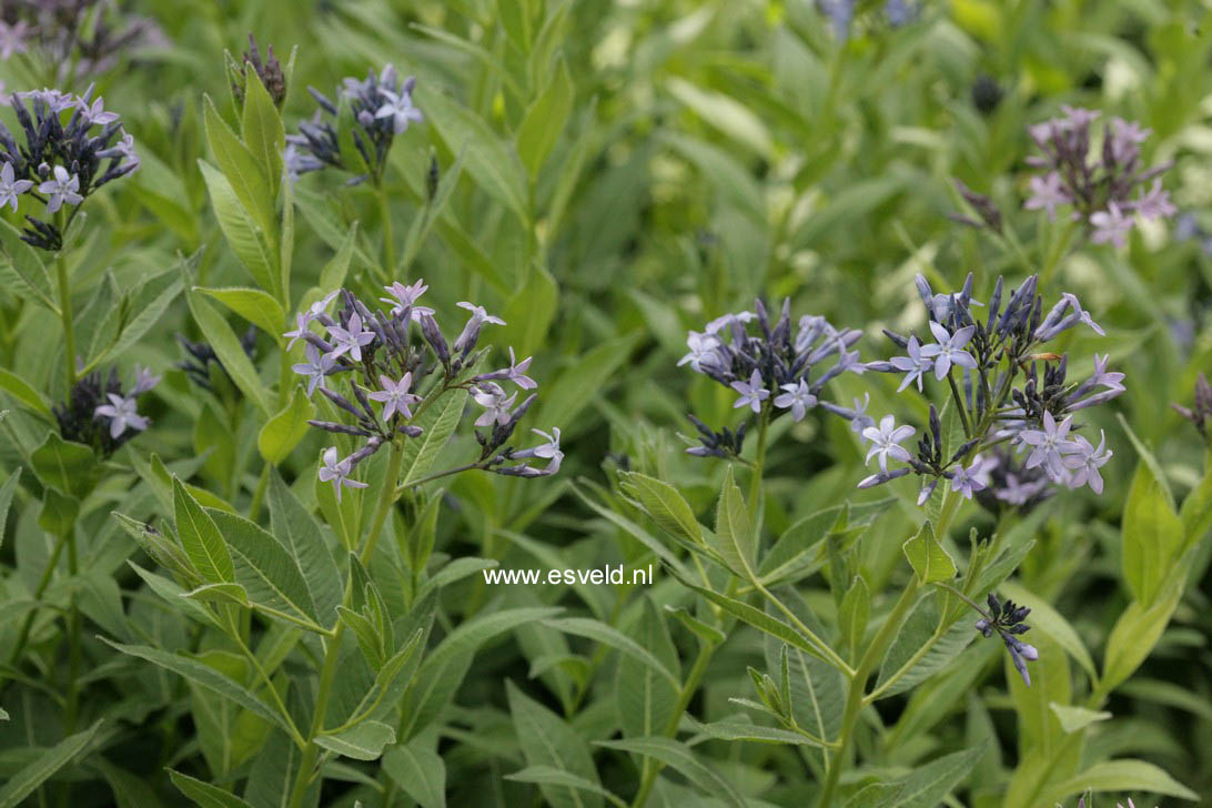 Amsonia orientalis