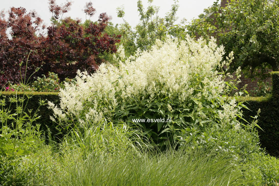 Persicaria polymorpha