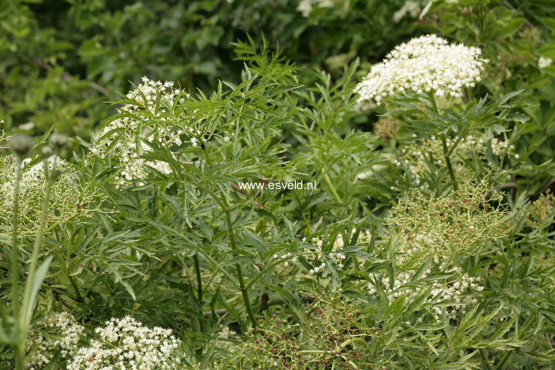 Sambucus nigra 'Laciniata'