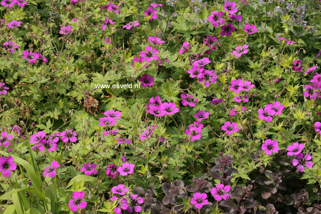 Geranium 'Anne Thomson'