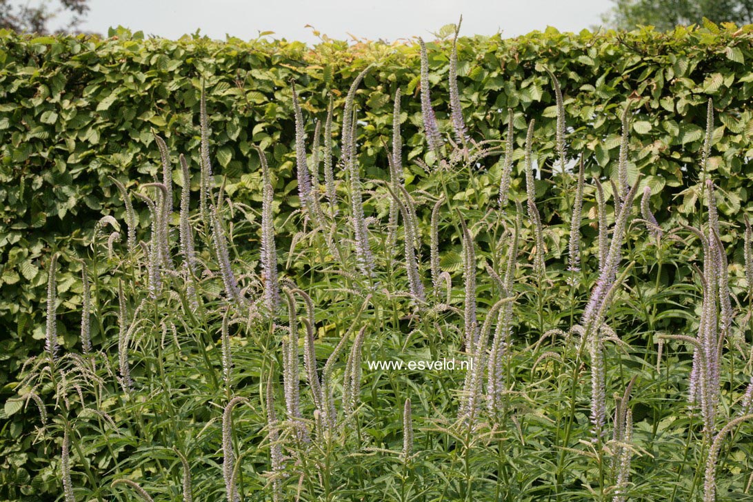 Veronicastrum virginicum 'Lavendelturm'